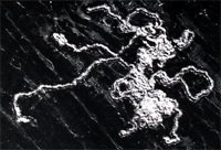 meandering interlaminoar